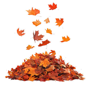 Colorful Autumn Leaves Falling