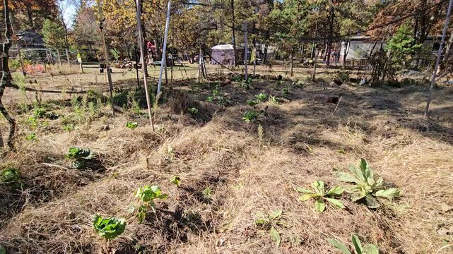 Super time lapse of cage free chickens weeding vegetable garden or feeding on wither plants remains and pulverizing and fertilize soil at the same time