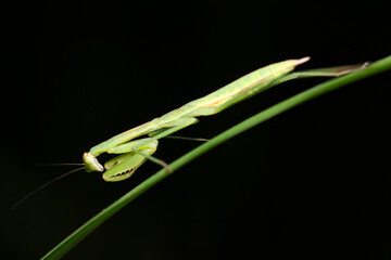 低い姿勢で獲物に狙いを定める精悍な若いカマキリの黒背景アートフォト（自然光＋ストロボ、マクロ撮影）