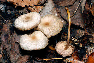 複数のハラタケ目キノコ（表の笠、裏ヒダセット画像・ストロボ＋マクロ撮影）