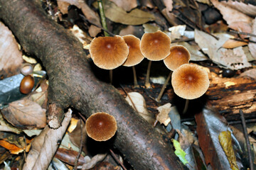 湿った雑木林の中に細い脚で立つナヨタケを上から撮影（自然光+ストロボ・マクロ接写）