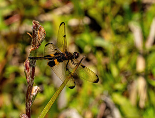 Dragon Fly