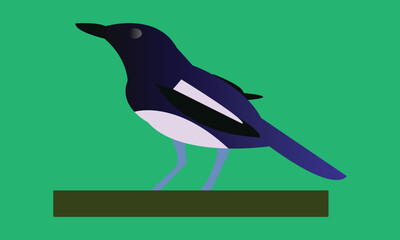 Vector illustration of a magpie. 