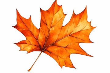 Obraz premium Golden Maple Leaf on a White Background