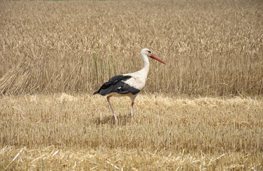 A stork walks through a wheat field during harvest time