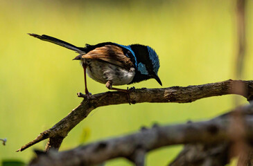 Blue Wren