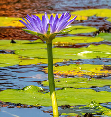 water lily in the pond