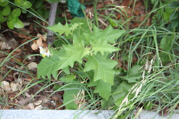 Image of a blooming goblin branch on the Daecheongcheon trail