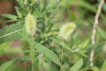 Image of dogwood blooming on the Daecheongcheon trail