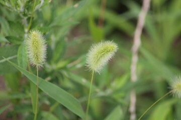 Image of dogwood blooming on the Daecheongcheon trail