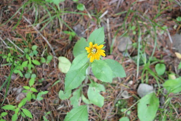 Image of marigolds blooming on the Daecheongcheon trail