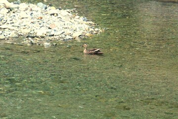 Image of ducks searching for food in the Daecheongcheon River Promenade