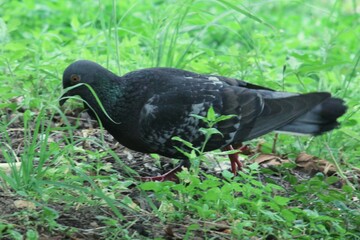 Image of pigeons searching for food on Daecheongcheon Trail
