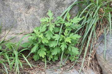 Image of mugwort blooming on the Daecheongcheon trail