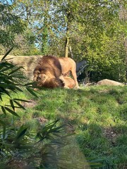 lion in the jungle