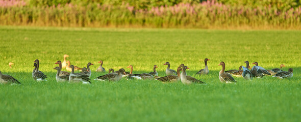 Grass field, ducks and group with wildlife in nature, wilderness or farmland together. Banner, animals or flock of livestock or geese walking on land or lawn for natural habitat in rural countryside © peopleimages.com