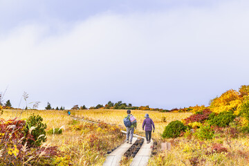 Fototapeta premium 紅葉の栗駒山登山 名残ヶ原の湿原