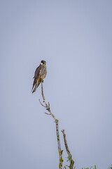 Beautiful predatory bird Eurasian hobby sits on a dry branch looking for prey