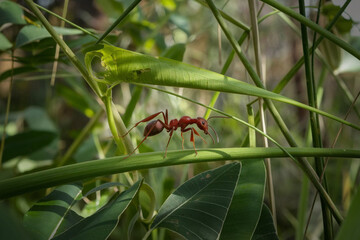 Fototapeta premium A red ant carries a large green leaf, showcasing the strength and determination of nature's tiny workers.