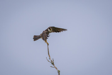 Beautiful predatory bird Eurasian hobby take off for hunting prey