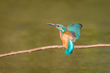 The common kingfisher (Alcedo atthis) wetlands birds's , female