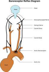 Baroreceptor Reflex Diagram Science Design Vector Illustration