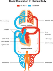 Blood Circulation of Human Body Science Design Vector Illustration Diagram