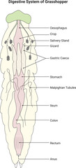 Digestive System of Grasshopper Science Design Vector Illustration Diagram