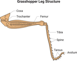 Grasshopper Leg Structure Science Design Vector Illustration Diagram