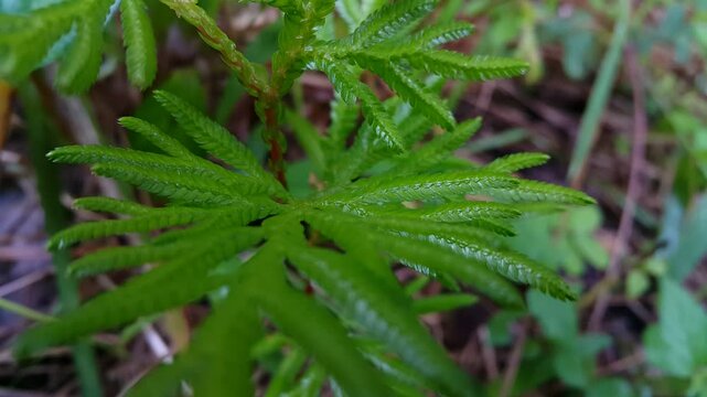 Selaginella kraussiana is a species of vascular plant in the family Selaginellaceae. Selaginellaceae, Selaginella kraussiana, Selaginella Tamariscina, Selaginella delicatula.