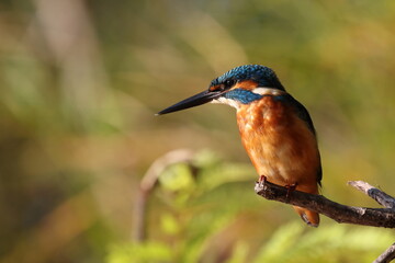 kingfisher on a branch