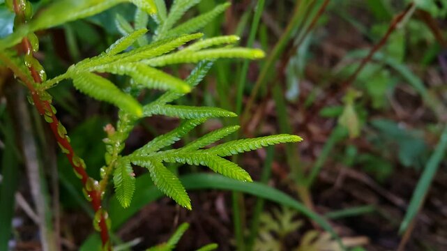 Selaginellaceae. This plant is known by the common names Krauss' spikemoss, Krauss's clubmoss, or African clubmoss, and is found naturally in parts of Sub-Saharan Africa and in Macaronesia.
