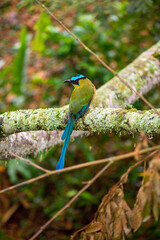 Momotus  bird on a stick in nature on sunny day. Exotic birds, ANDEAN BARRANQUERO Scientific name: Momotus momota, monogomous birds.