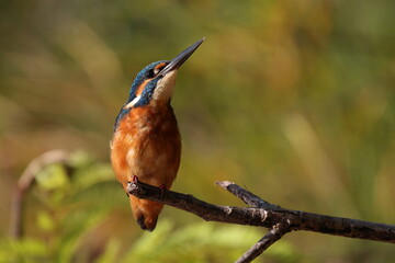 Kingfisher on a branch in the early morning