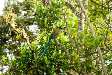 Fototapeta premium Momotus bird on a stick in nature on sunny day. Exotic birds, ANDEAN BARRANQUERO Scientific name: Momotus momota, monogomous birds.