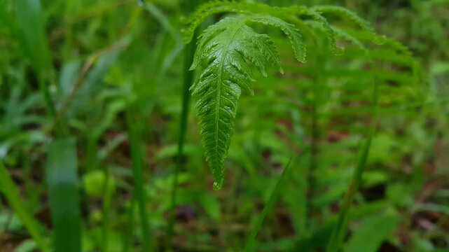 Beautiful footage of fern leaves in fresh dark green color. 4k footage taken in the forest. Common bracken leaves are known as Pteridium aquilinum. Green fern in nature.