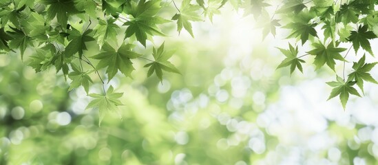 Copy space image depicting fresh green maple leaves on spring branches