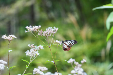フジバカマに舞い降りたアサギマダラ