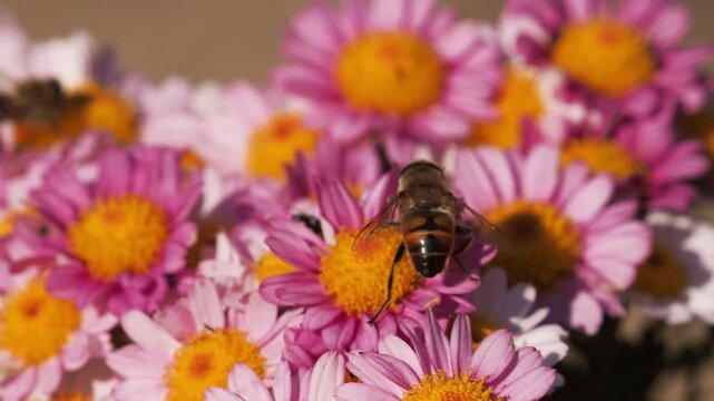 Wild bee feeding on pink yellow flowers of chrysanthemum in autumn