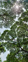 Fototapeta premium looking up at the tree canopy and branches spreading out widely gives the image a sense of depth and grandeur of nature