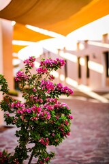 Bougainvillea in a sunlit courtyard.