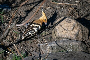Hoopoe bird foraging among rocks.