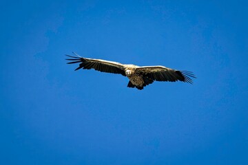 Majestic vulture soaring in blue sky.