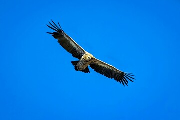 Majestic eagle soaring in clear sky
