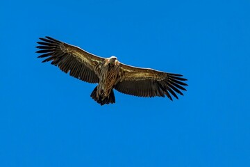 Fototapeta premium Majestic vulture soaring in blue sky