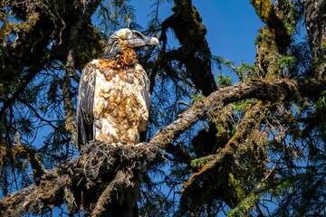 Bearded vulture on a tree branch in the forest.