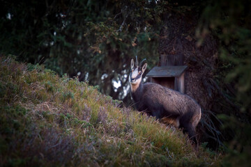 chamois female, rupicapra rupicapra, at a autumn day on the mountains