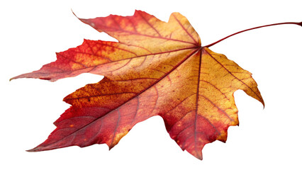 Isolated autumn maple leaf in shades of red, orange, and yellow on a white background