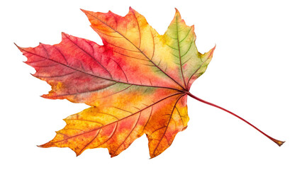 Fototapeta premium Isolated autumn maple leaf in shades of red, orange, and yellow on a white background