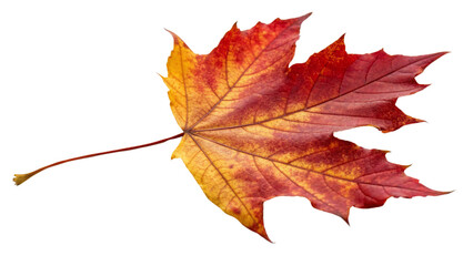 Obraz premium Isolated autumn maple leaf in shades of red, orange, and yellow on a white background